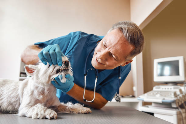 Best Emergency Tooth Extraction in Bell Acres, PA